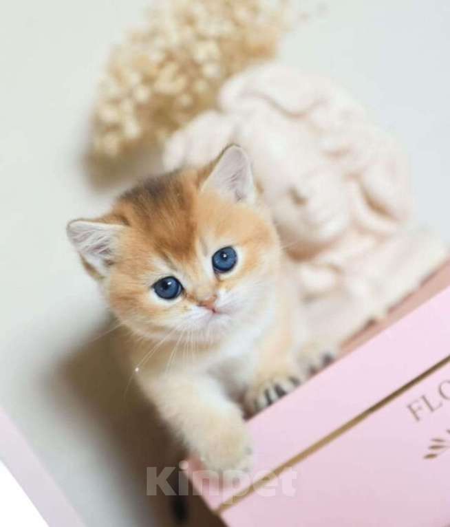 Кошки в Москве: Британские котята Девочка, 35 000 руб. - фото 6