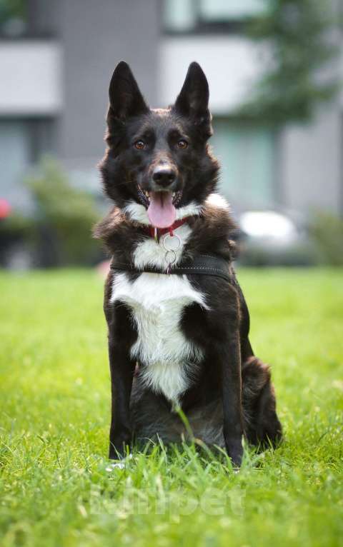 Собаки в Москве: Представляем вашему вниманию очаровательную и задорную Буню Девочка, 1 руб. - фото 5