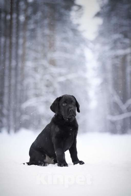 Собаки в Санкт-Петербурге: IRISLAV BIG BOSS Мальчик, 160 000 руб. - фото 3