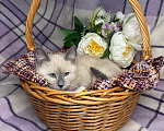 Кошки в Сосновом Бору: Котенок Мия Девочка, 3 500 руб. - фото 1