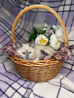 Котенок Мия