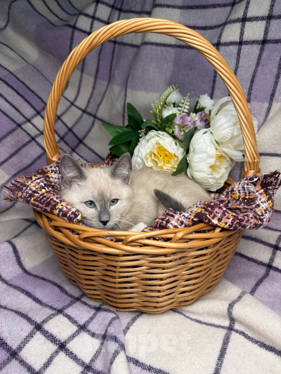 Кошки в Сосновом Бору: Котенок Мия Девочка, 3 500 руб. - фото 1