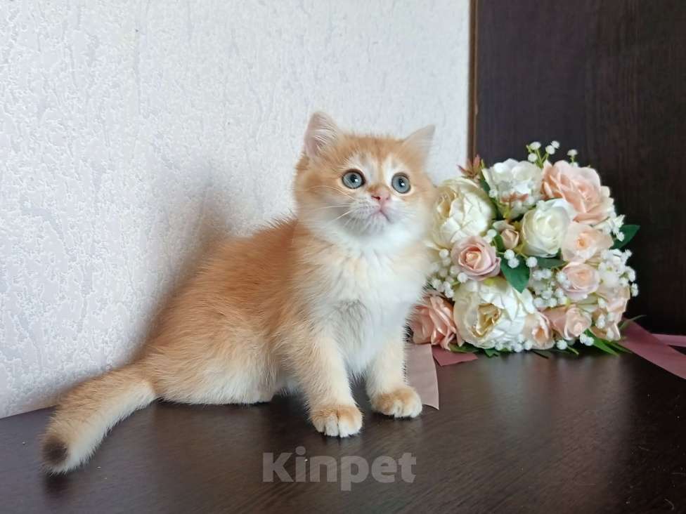 Кошки в Краснодаре: Золотая шоколадная шиншилла  Девочка, 30 000 руб. - фото 6