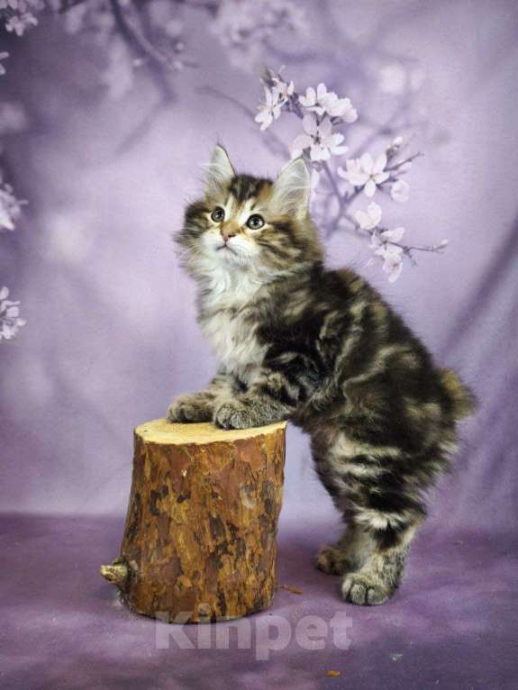 Кошки в Егорьевске: Котята курильского бобтейла Мальчик, Бесплатно - фото 4