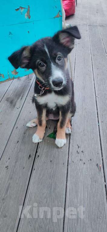 Собаки в Хабаровске: Отдадим в хорошие руки Девочку 5 месяцев.  Девочка, Бесплатно - фото 2