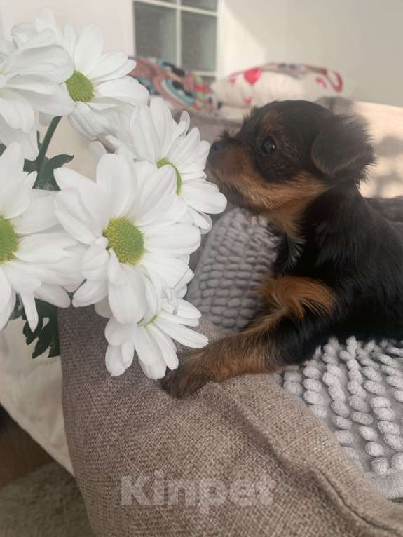 Собаки в Новосибирске: Предлагается бронирование щенка, рождена 25.02.25  Девочка, 25 000 руб. - фото 5