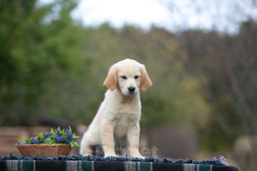 Собаки в Воронеже: Девочка золотистый ретривер  Девочка, 60 000 руб. - фото 3
