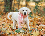 Собаки в Королеве: Щенок золотистого ретривер от профессионального питомника  Девочка, 70 000 руб. - фото 5