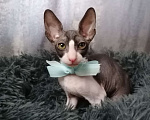 Кошки в Санкт-Петербурге: Котята корниш-рекс Мальчик, 5 000 руб. - фото 4