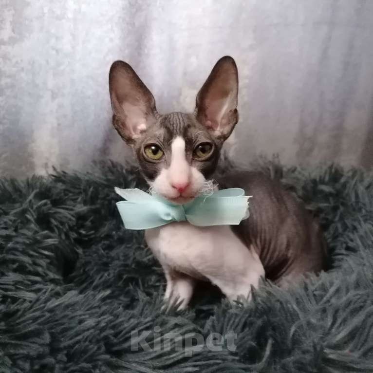 Кошки в Санкт-Петербурге: Котята корниш-рекс Мальчик, 5 000 руб. - фото 4