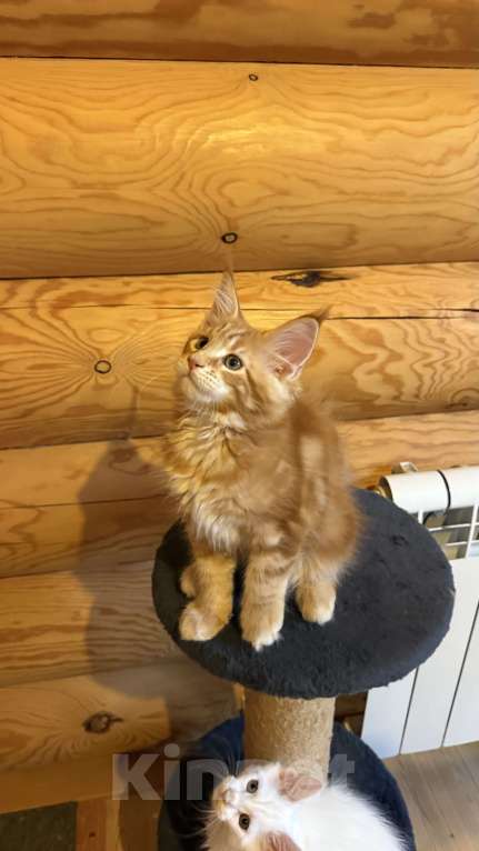 Кошки в Барнауле: Кошечка Мейн-кун Девочка, 28 000 руб. - фото 3