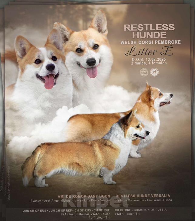 Собаки в Раменском: Красивая девочка Вельш корги пемброк  Девочка, 60 000 руб. - фото 4