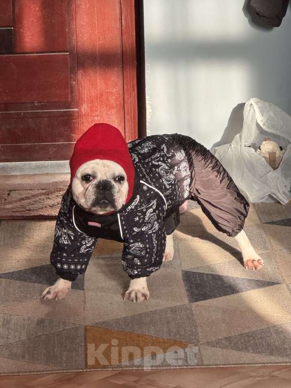 Собаки в Иркутске: Боня Девочка, Бесплатно - фото 1