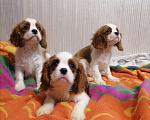 Собаки в Москве: Кавалер Кинг Чарльз 3,5 мес щенки. Девочка, 70 000 руб. - фото 1