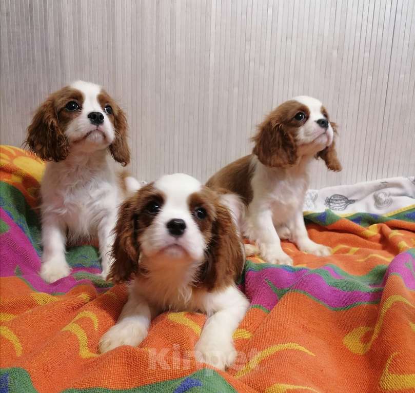 Собаки в Москве: Кавалер Кинг Чарльз 3,5 мес щенки. Девочка, 70 000 руб. - фото 1