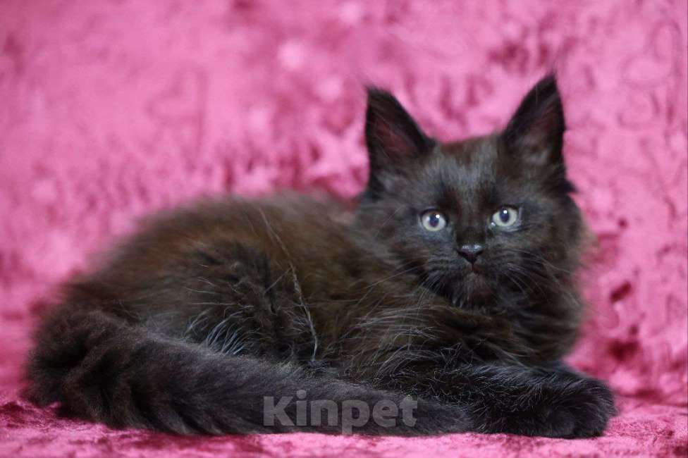 Кошки в Санкт-Петербурге: Ниссан Мальчик, 50 000 руб. - фото 2