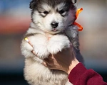 Собаки в Владивостоке: Щенки аляскинского маламута Девочка, 70 000 руб. - фото 2
