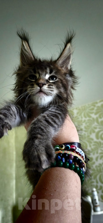 Кошки в Москве: Котенок мейн кун девочка Девочка, 70 000 руб. - фото 5
