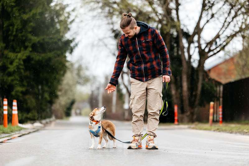 Собаки в Москве: Крошечная рыжая собачка Кеша в добрые руки Девочка, 1 руб. - фото 5