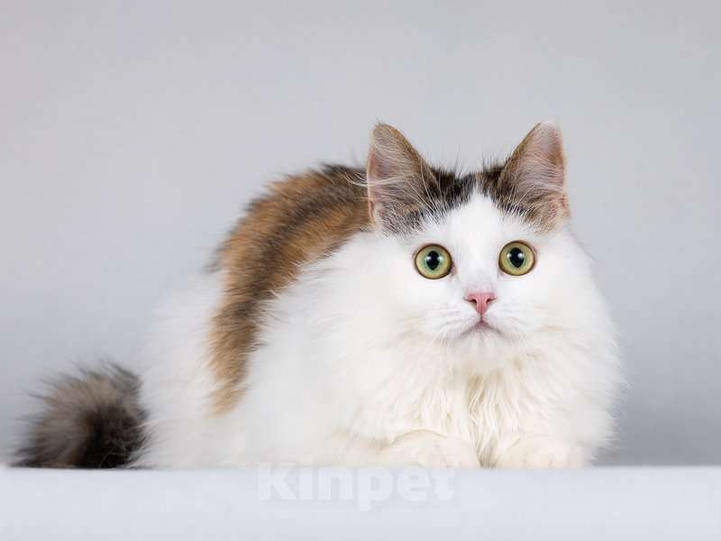 Кошки в Москве: Ласковая Зая, котёнок-подросток, девочка, трёхцветка.  Девочка, Бесплатно - фото 8