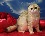 Кошки в Клине: Вислоухий котик Мальчик, 15 000 руб. - фото 3