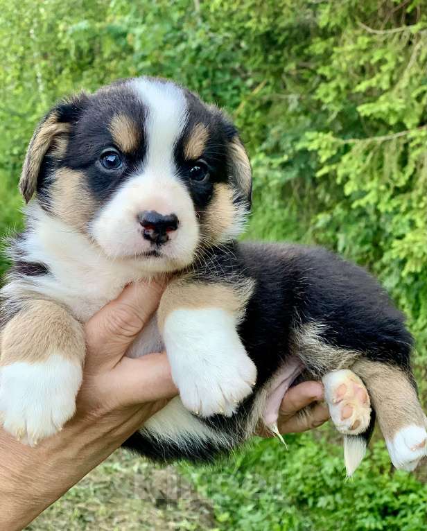 Собаки в Москве: Красивый триколорный мальчик с рыжими отметинами Мальчик, 50 000 руб. - фото 4