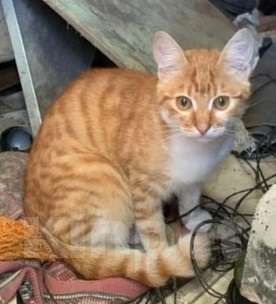 Кошки в Москве: Рыжики в дар Мальчик, Бесплатно - фото 2
