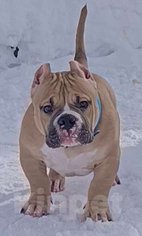 Собаки в Москве: Предлагается симпатичный парень. Мальчик, 150 000 руб. - фото 2