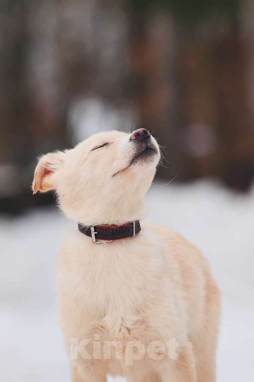 Собаки в Наро-Фоминске: Герцог якутенок команды ппбж Якутска Мальчик, Бесплатно - фото 1
