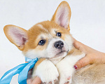 Собаки в Москве: Очаровательные щенки Вельш Корги Пемброк Мальчик, 70 000 руб. - фото 3