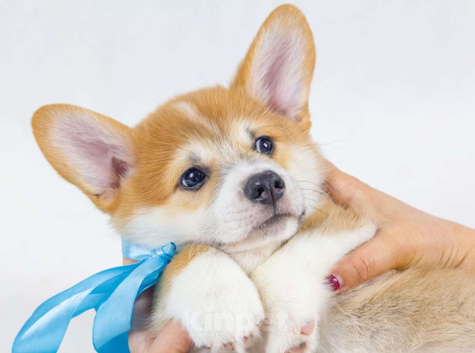 Собаки в Москве: Очаровательные щенки Вельш Корги Пемброк Мальчик, 70 000 руб. - фото 3