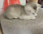 Кошки в других городах Московской области: Серебристая шиншилла скоттиш-страйт мальчик Мальчик, 15 000 руб. - фото 3