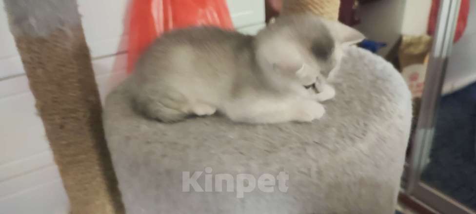 Кошки в других городах Московской области: Серебристая шиншилла скоттиш-страйт мальчик Мальчик, 15 000 руб. - фото 3