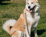 Собаки в Химках: Рыжий пес Мальчик, Бесплатно - фото 3