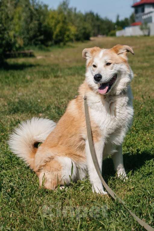 Собаки в Химках: Рыжий пес Мальчик, Бесплатно - фото 3