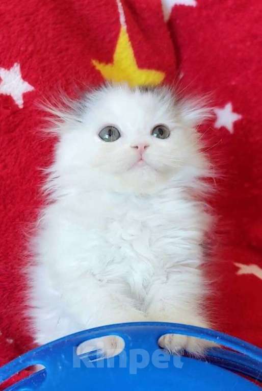 Кошки в Новосибирске: Шотландская вислоухая девочка. Девочка, 10 000 руб. - фото 5