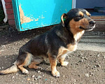 Собаки в Краснодаре: в добрые руки Девочка, 1 руб. - фото 3