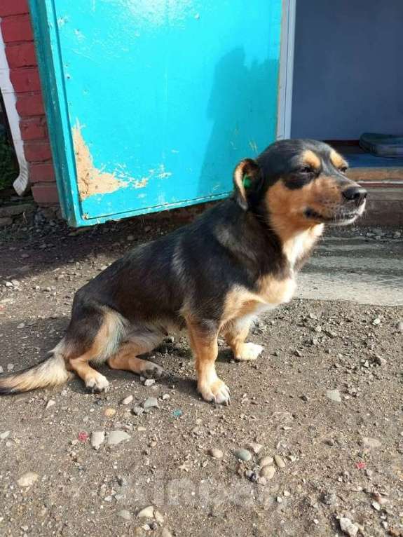 Собаки в Краснодаре: в добрые руки Девочка, 1 руб. - фото 3