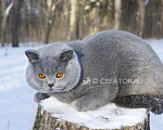 Кошки в Вологде: Британский голубой котенок Мальчик, 40 000 руб. - фото 8