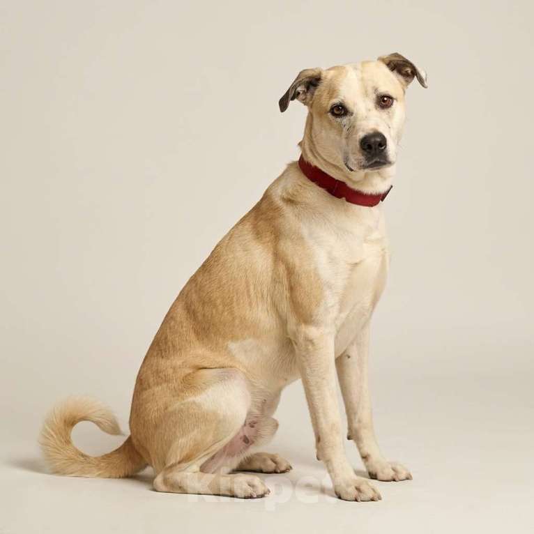 Собаки в Москве: Илай в добрые руки Мальчик, Бесплатно - фото 5