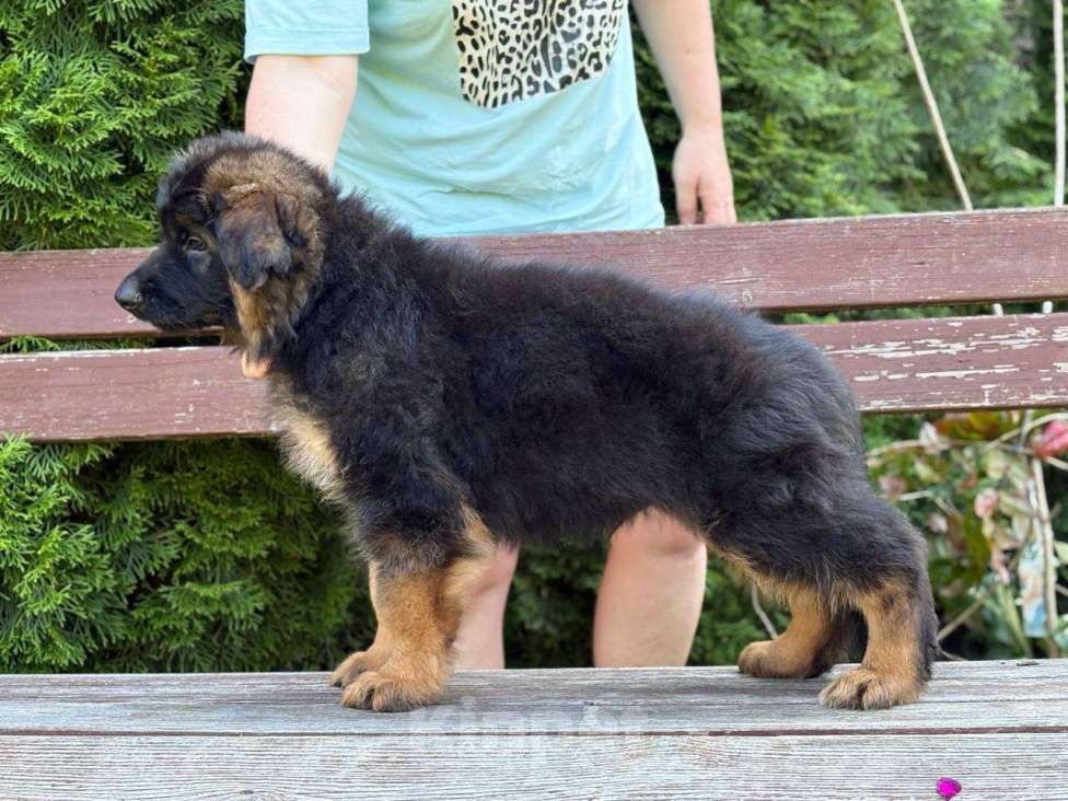Собаки в Санкт-Петербурге: Щенки немецкой овчарки  Девочка, 70 000 руб. - фото 3