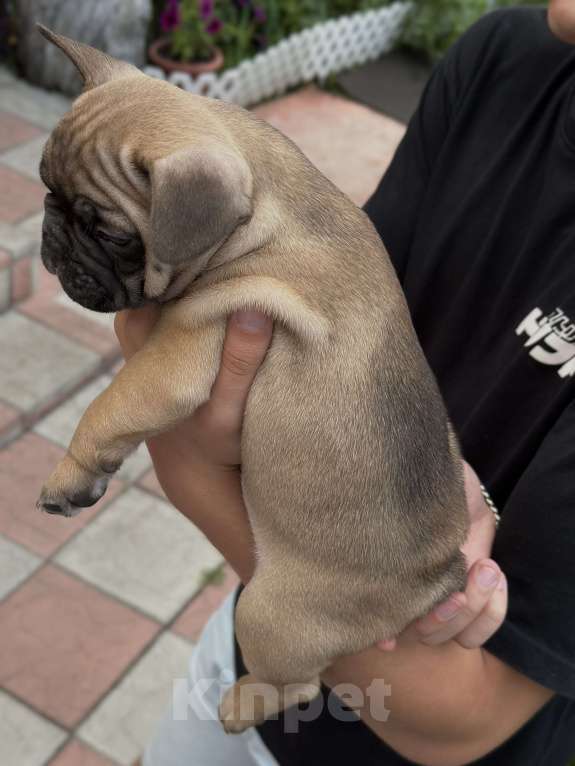 Собаки в Пензе: Французский бульдог щенок мальчик Мальчик, 30 000 руб. - фото 6