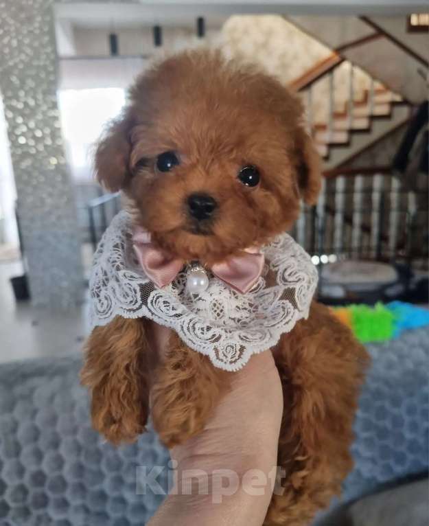 Собаки в Барнауле: Мальтипу СУПЕР МИКРО Китай Девочка, 250 000 руб. - фото 1