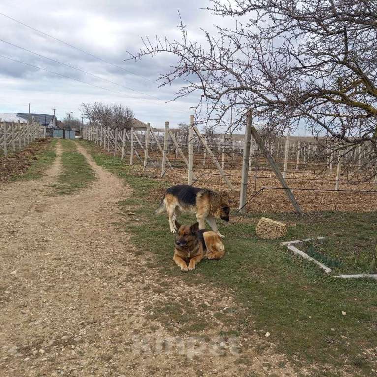 Собаки в других городах Крыма: ищем заботливых хозяев Девочка, Бесплатно - фото 8