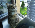 Кошки в Москве: Шотландские кошки, коты, котята Девочка, 10 000 руб. - фото 3