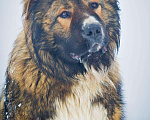 Собаки в Москве: Шикарный медведь в дар!!, Бесплатно - фото 1