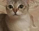 Кошки в Бологом: Продажа сингапурских котят, 100 000 руб. - фото 2