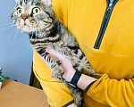 Кошки в Кувшиново: Британец в добрые руки, Бесплатно - фото 1
