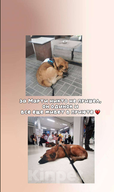 Собаки в Москве: Марти Мальчик, Бесплатно - фото 3