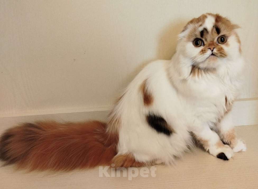 Кошки в Валдае: Шотландские котята- победители выставки Девочка, 30 000 руб. - фото 3